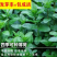 薄荷盆栽苗可食用留兰香柠檬薄荷四季播种室内阳台盆栽花种