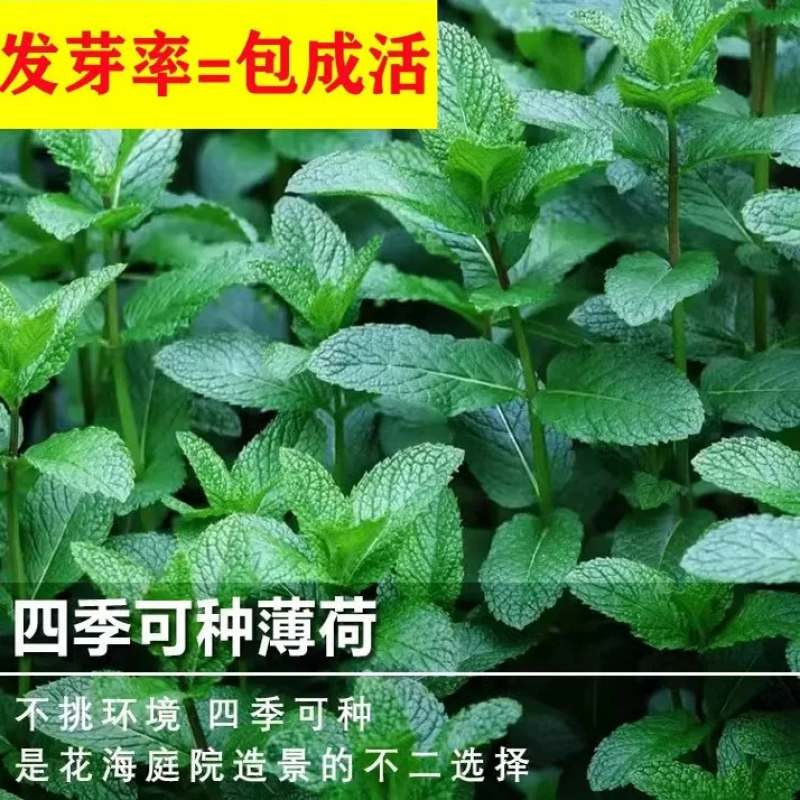 薄荷盆栽苗可食用留兰香柠檬薄荷四季播种室内阳台盆栽花种