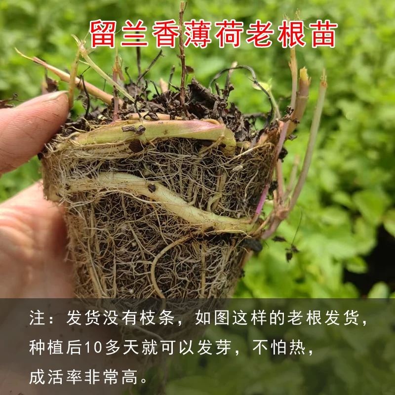 薄荷盆栽苗可食用留兰香柠檬薄荷四季播种室内阳台盆栽花种