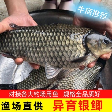 中科三号银鲫长期大量供应中规格全品质好皮毛好对接钓场用鱼