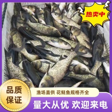花白鲢鱼长期大量供应规格齐全品质好欢迎老板来电洽谈业务