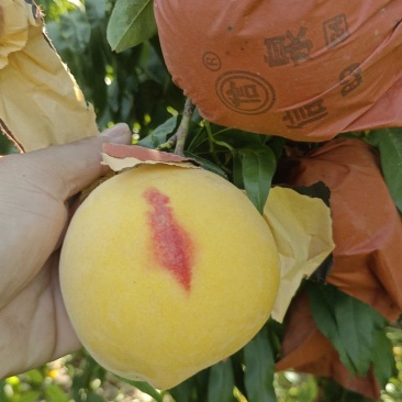 黄金蜜
