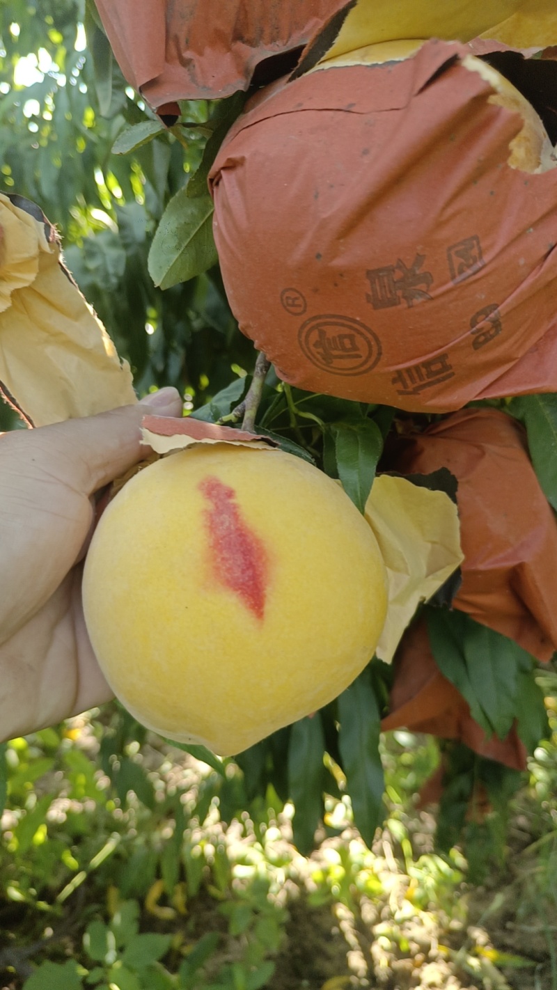 黄金蜜
