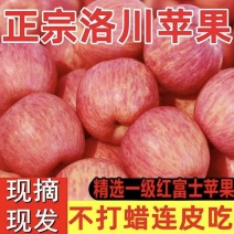 【洛川苹果】陕西红富士苹果/洛川红富士苹果一件代发便宜