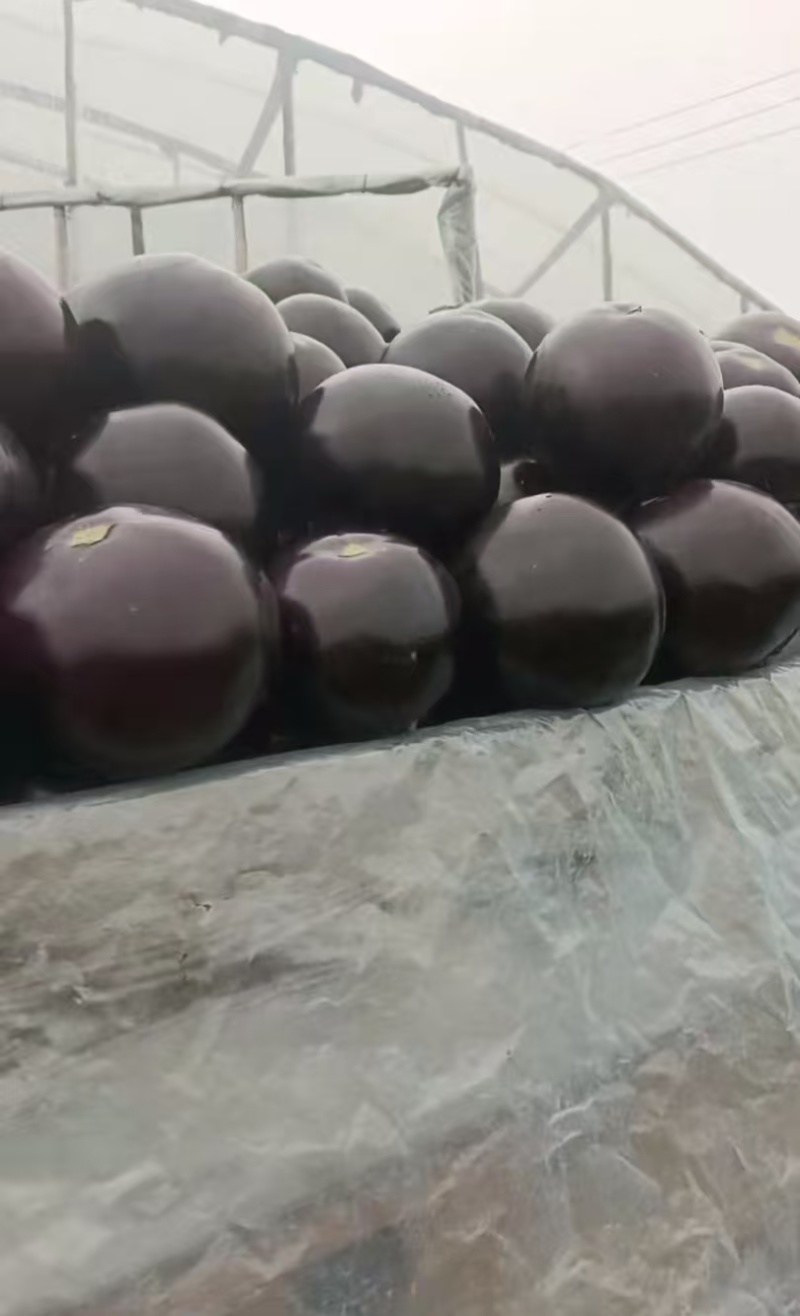 饶阳圆茄大量上市对接各大客商商超保质保量