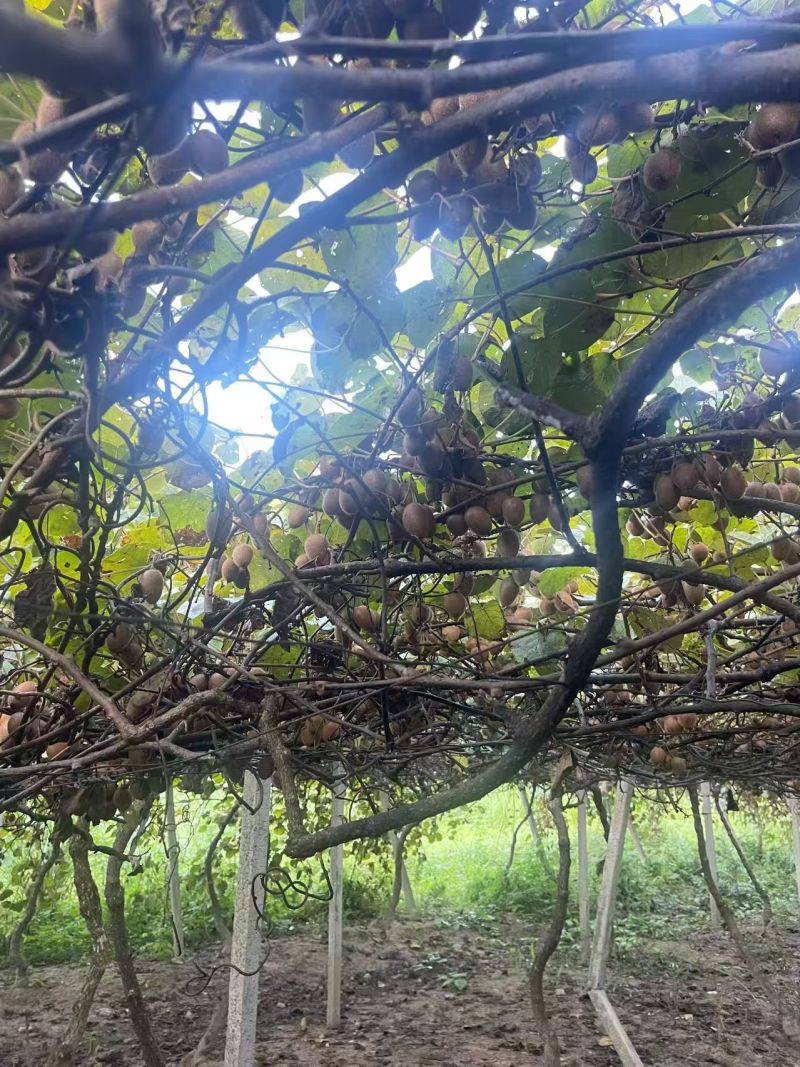 高山纯有机猕猴桃大量上市可对接高端市场商超团购口感无敌