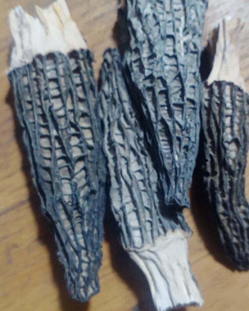 桐柏山羊肚菌