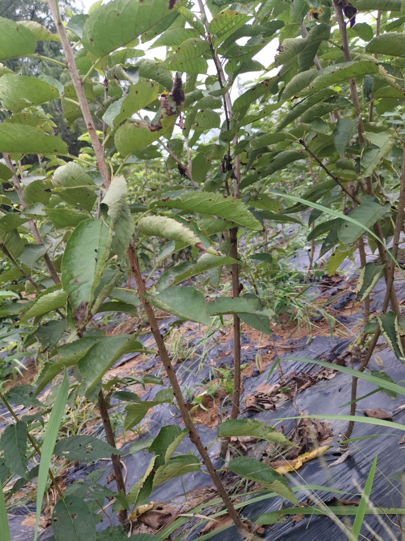 自家培育的车厘子树苗，又名红灯笼，大小都有