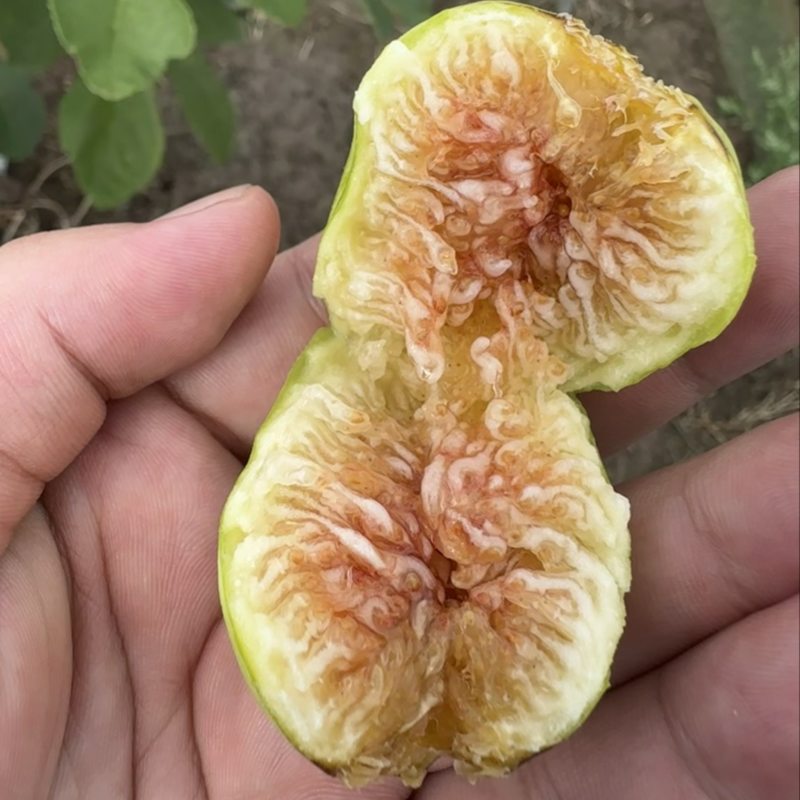 青皮无花果
