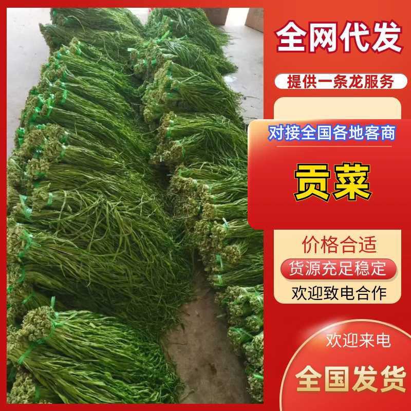 贡菜贡菜干又称响菜口感脆