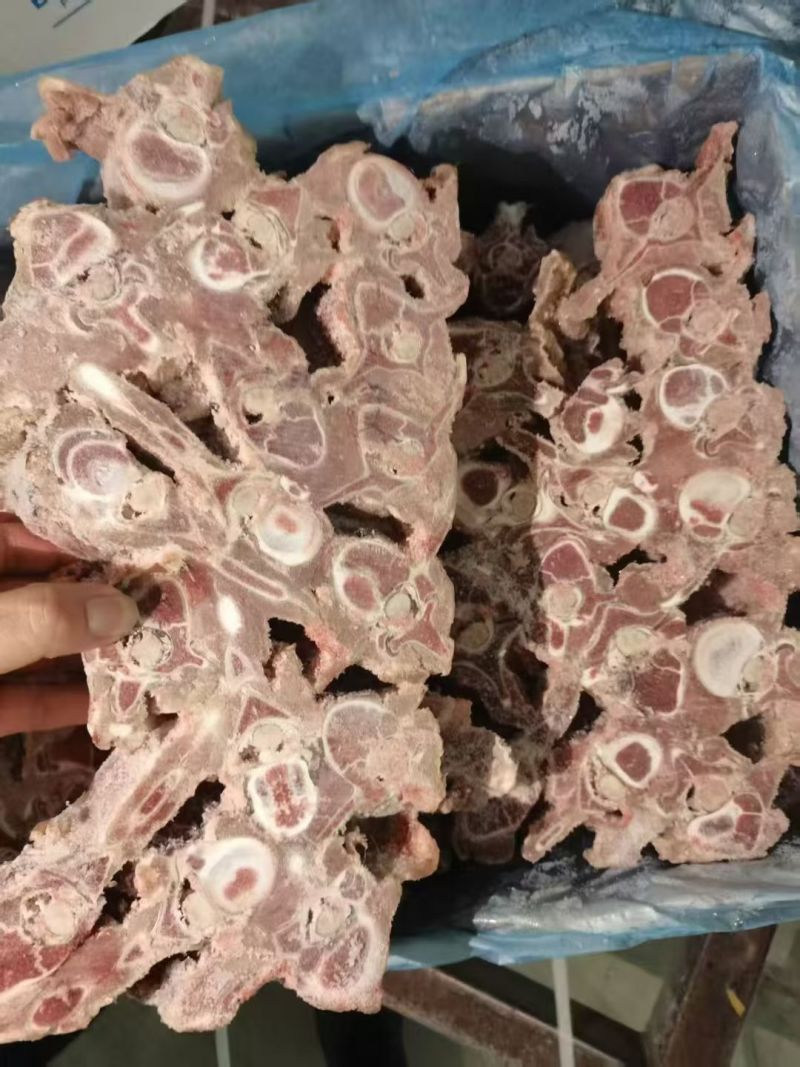 特价多肉羊蝎子，轻微风干发黄