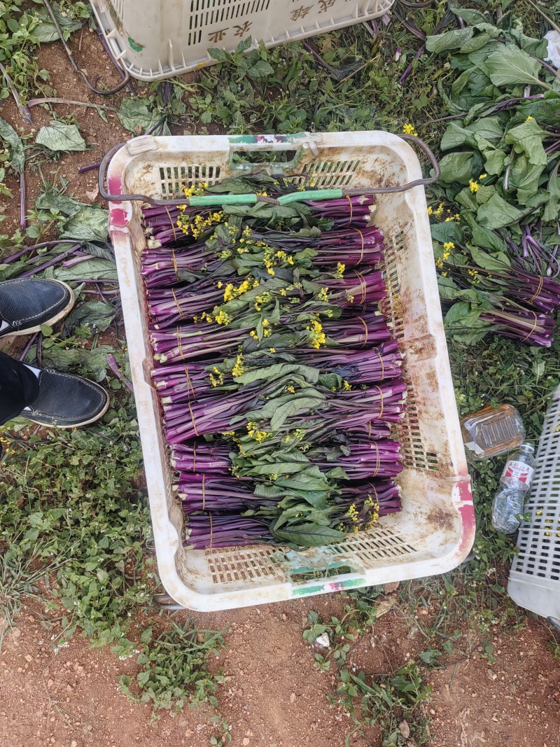 贵州高原红菜苔