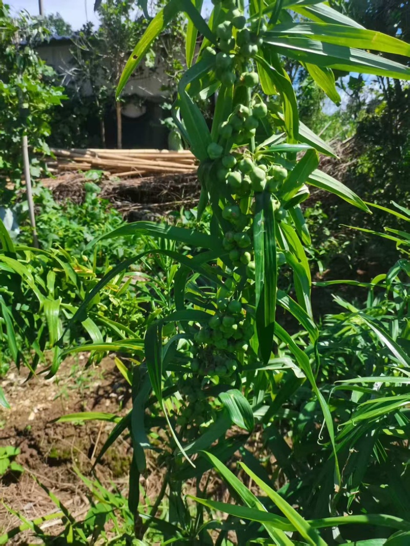 黄精种子/湖北恩施来凤县黄精/产区直发/大量有货