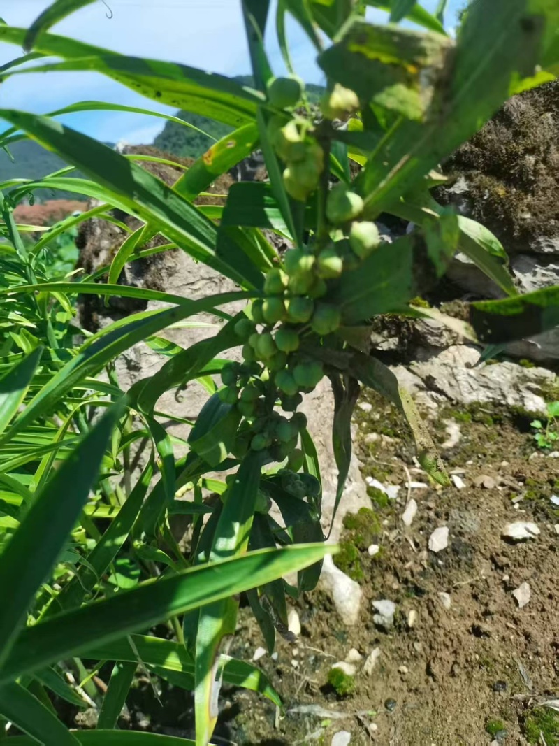 黄精种子/湖北恩施来凤县黄精/产区直发/大量有货