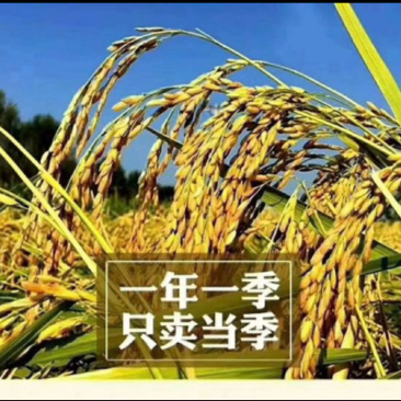 【五常大米，包邮发货快】东北长粒米五常稻花香米