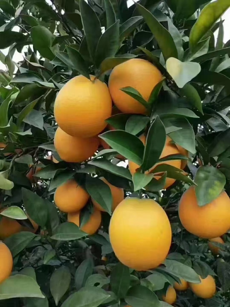 橙子江西脐橙大量上市，口感酸甜，可视频看货，产地直销