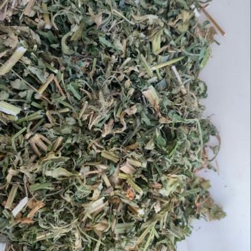 益母草