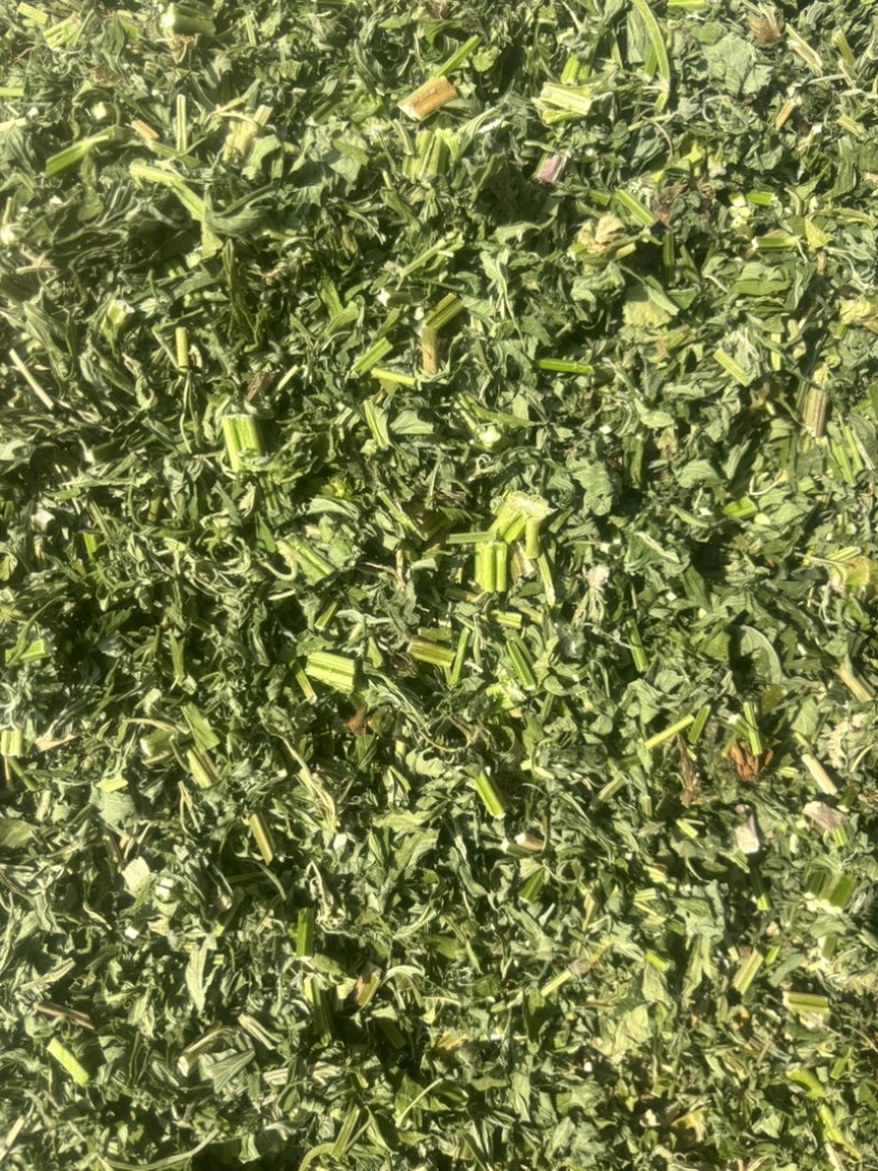 益母草