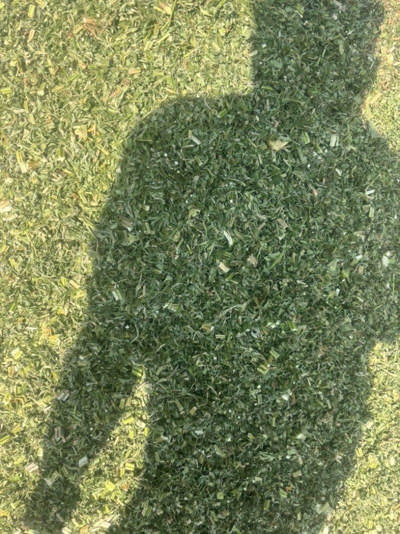 益母草