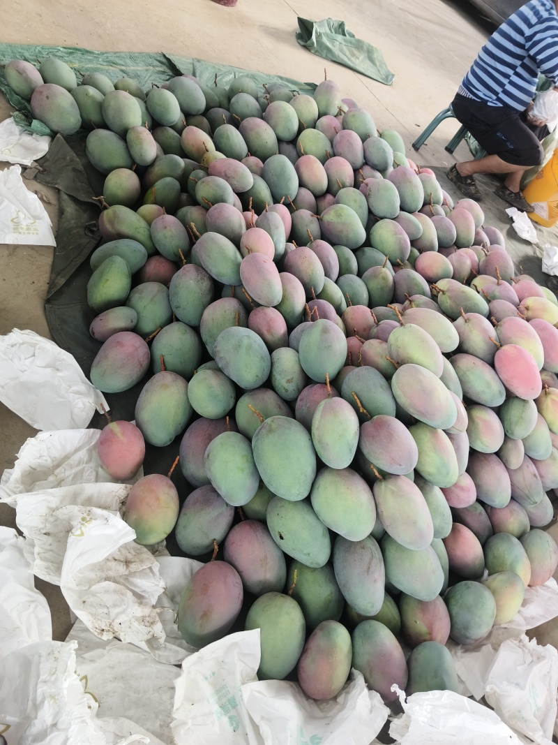 凯特芒果