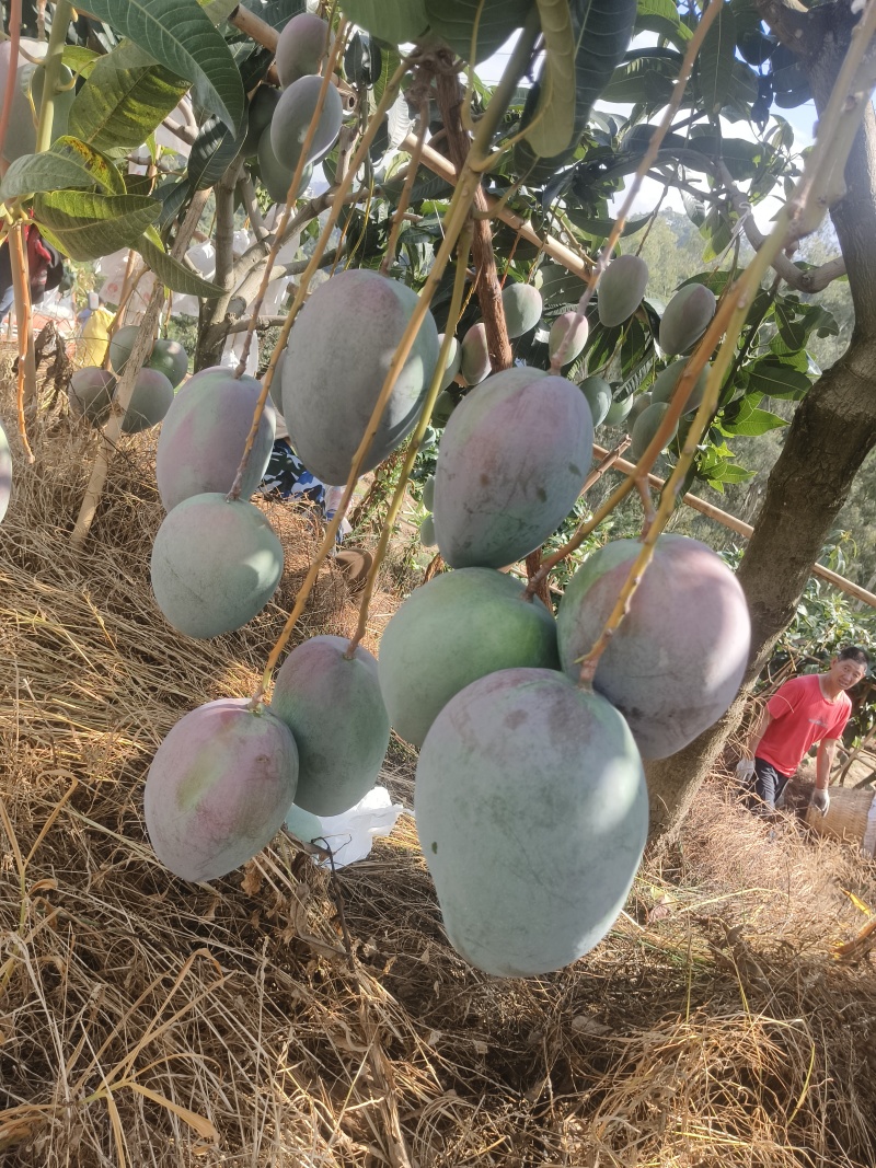 凯特芒果