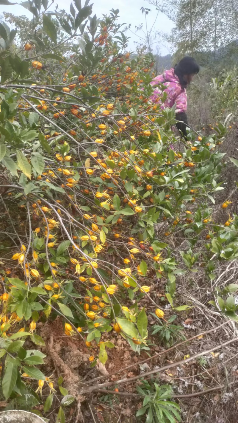 山桅子花苗药食两用绿化工程用苗大型药材基地用苗成活率高