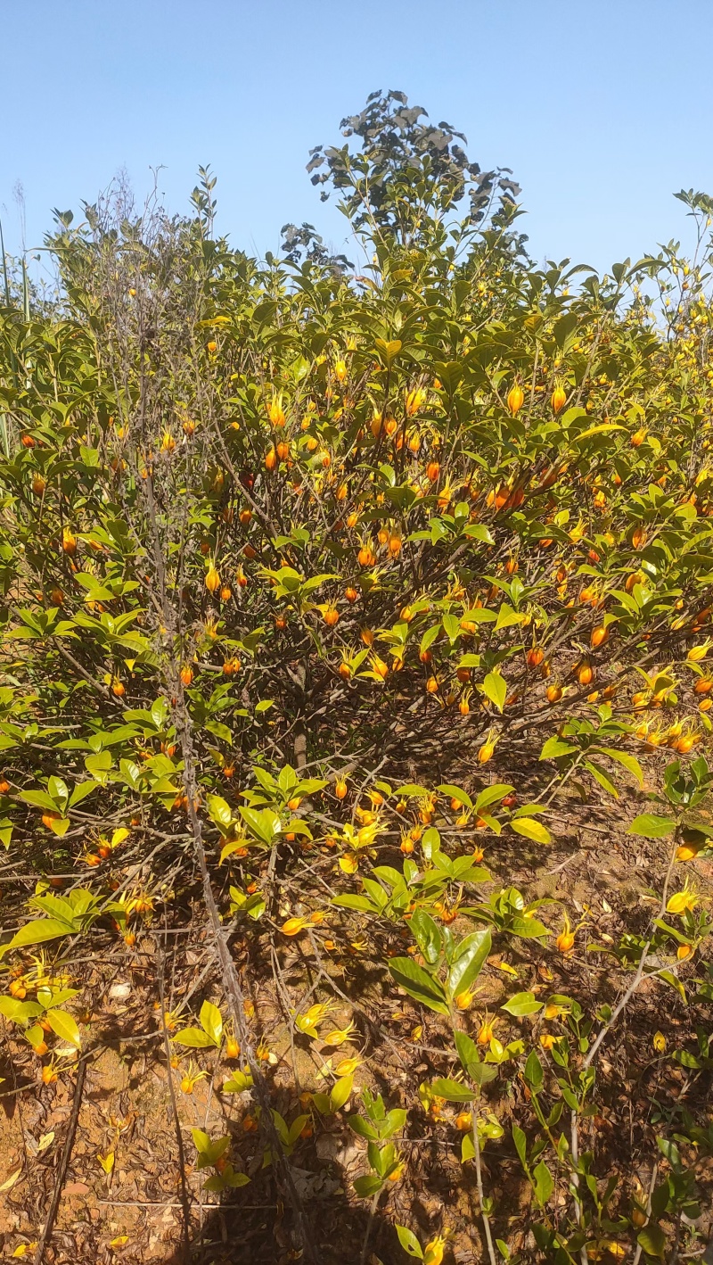 山桅子花苗药食两用绿化工程用苗大型药材基地用苗成活率高
