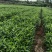 山桅子花苗药食两用绿化工程用苗大型药材基地用苗成活率高