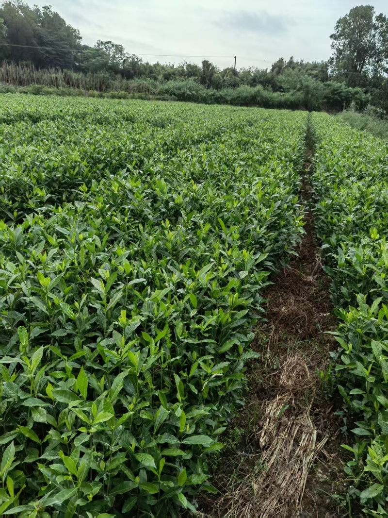 山桅子花苗药食两用绿化工程用苗大型药材基地用苗成活率高