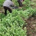 山桅子花苗药食两用绿化工程用苗大型药材基地用苗成活率高