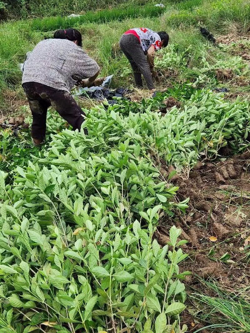 山桅子花苗药食两用绿化工程用苗大型药材基地用苗成活率高