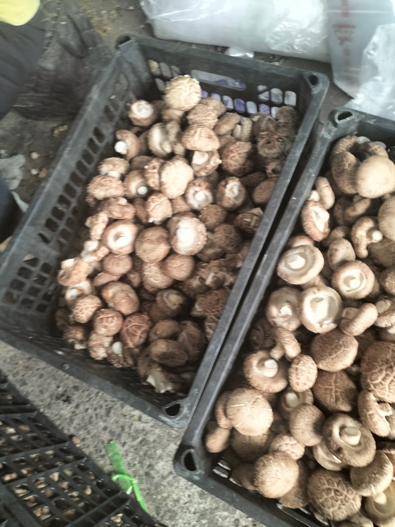 香菇