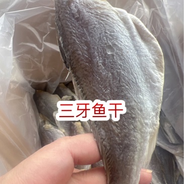 三牙鱼干地摊电商批发三牙鱼干干鱼
