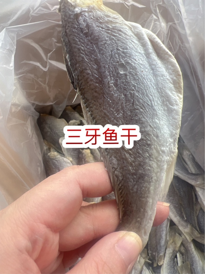 三牙鱼干地摊电商批发三牙鱼干干鱼
