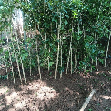 四季桂花树（五彩桂花树苗）
