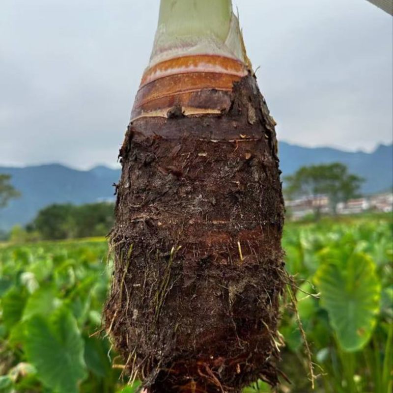 正宗炮弹芋种苗