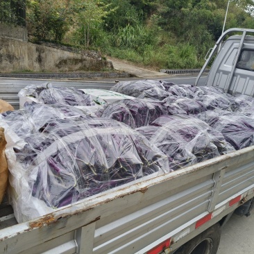 百亩蔬菜基地，订单种植，批发各类蔬菜