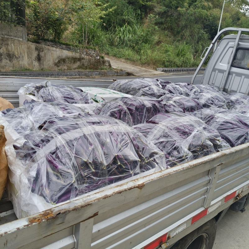 百亩蔬菜基地，订单种植，批发各类蔬菜