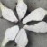 正宗炮弹芋种苗