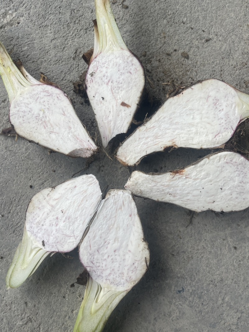 正宗炮弹芋种苗