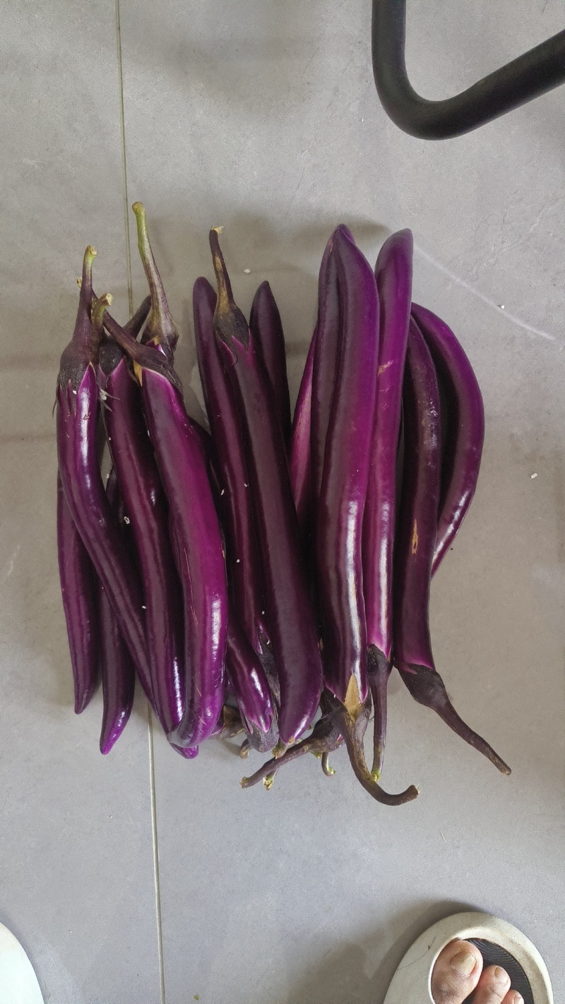 百亩蔬菜基地，订单种植，批发各类蔬菜