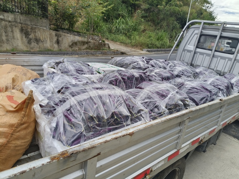 百亩蔬菜基地，订单种植，批发各类蔬菜