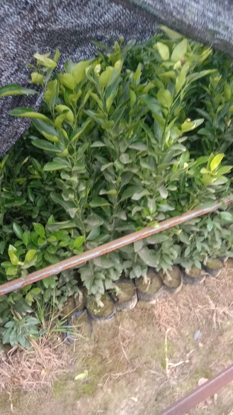 椪柑苗/白桔苗/芦柑苗/南瓜柑苗/早中晚椪柑苗