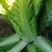 秋绿白菜，河北白菜，张家口白菜，阳原白菜，蔚县白菜
