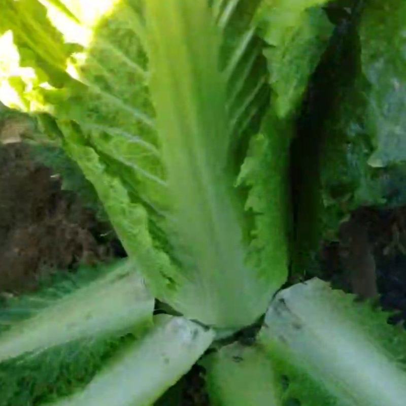 秋绿白菜，河北白菜，张家口白菜，阳原白菜，蔚县白菜