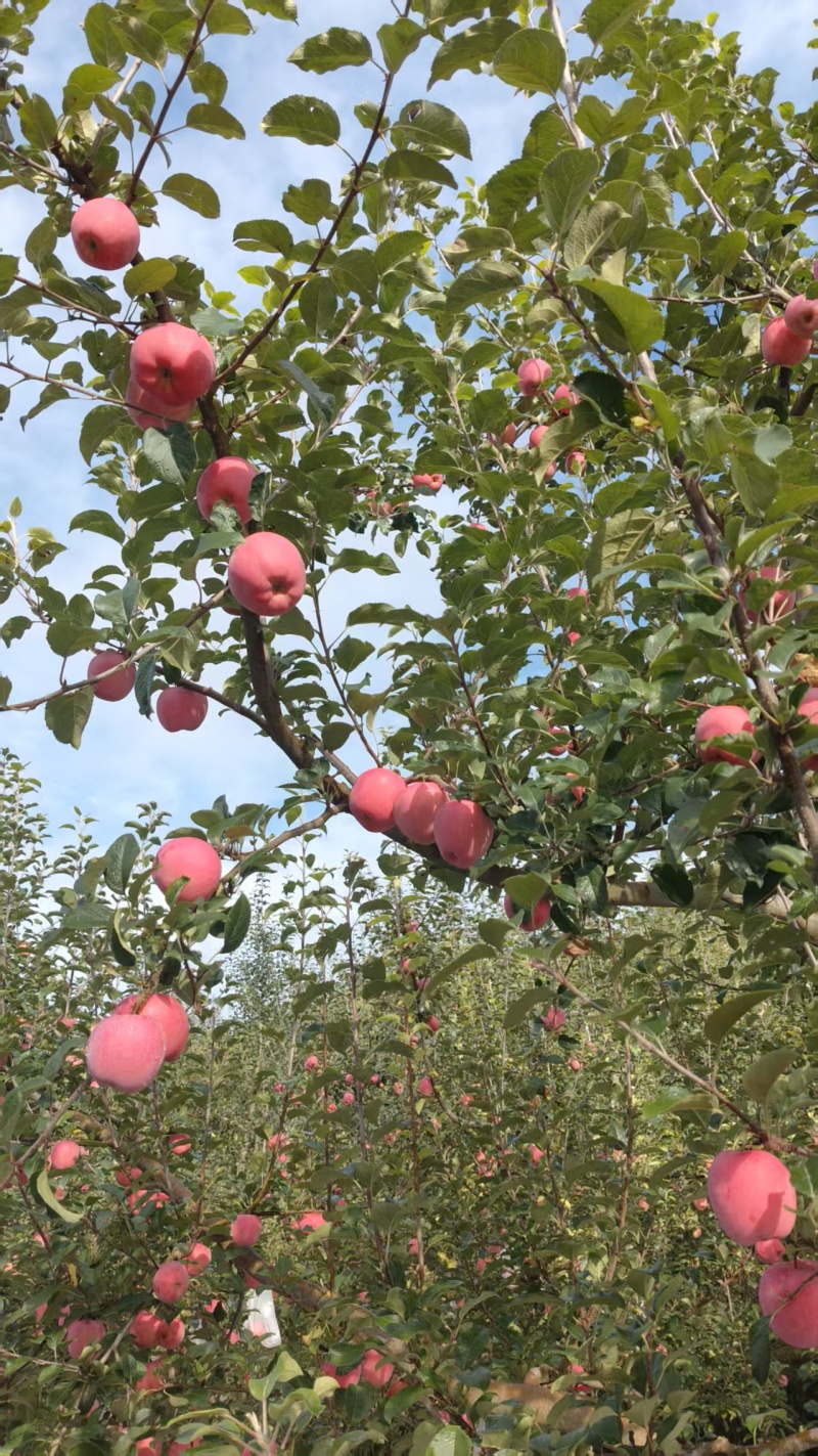 精品昭通糖心丑苹果（套袋）质量保证诚信经营