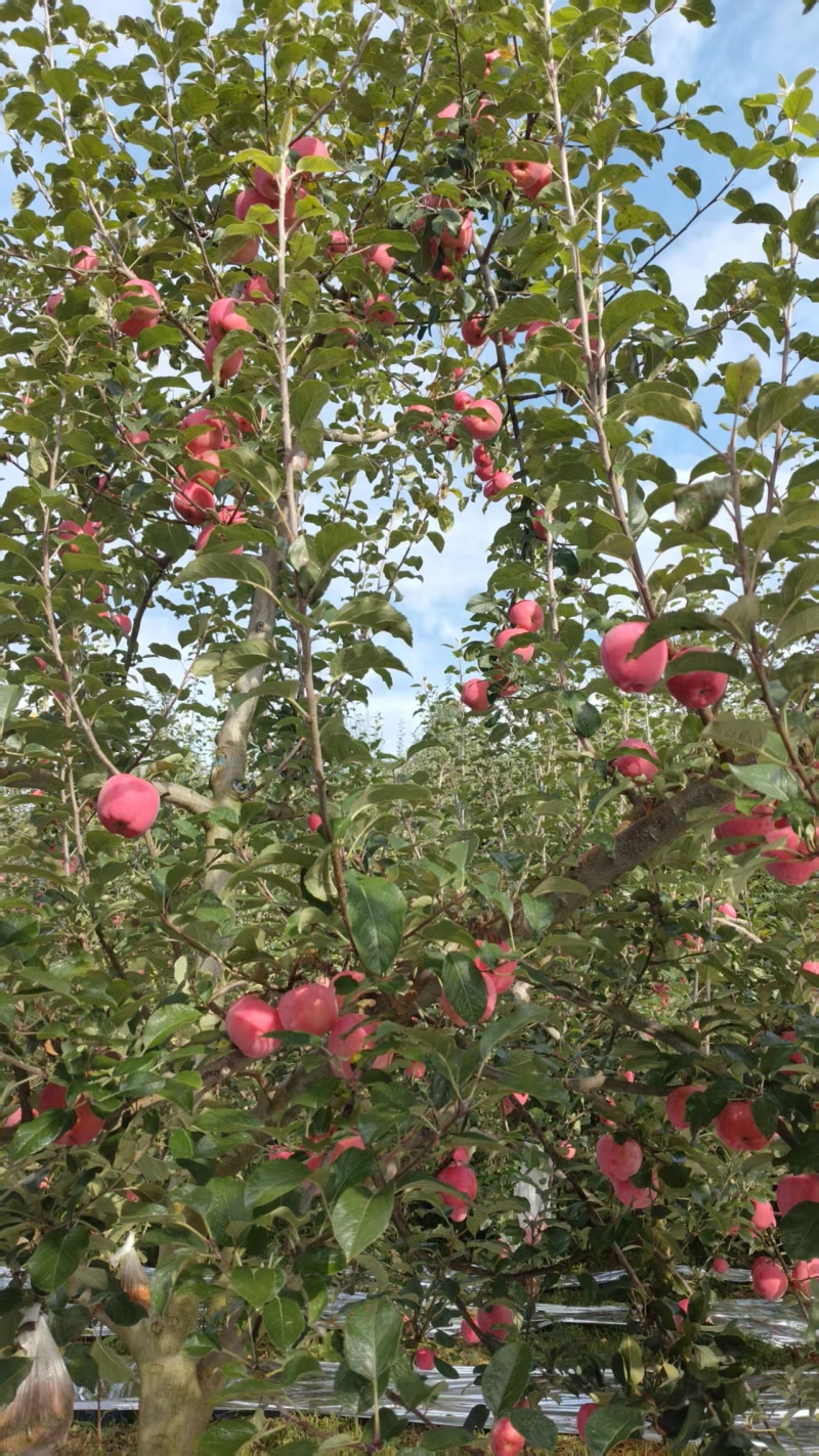 精品昭通糖心丑苹果（套袋）质量保证诚信经营
