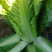 秋绿白菜，河北白菜，张家口白菜，阳原白菜，蔚县白菜
