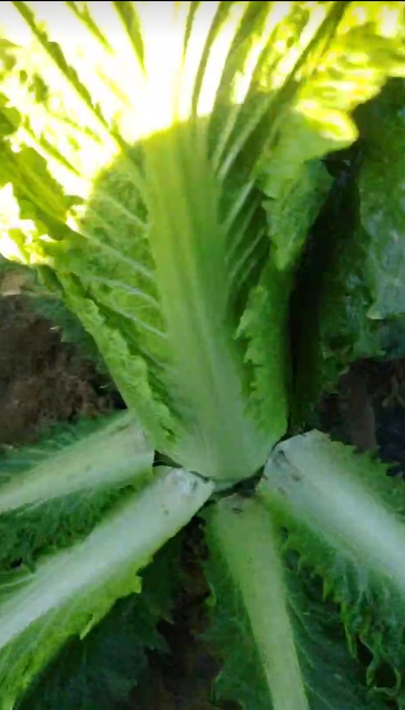 秋绿白菜，河北白菜，张家口白菜，阳原白菜，蔚县白菜
