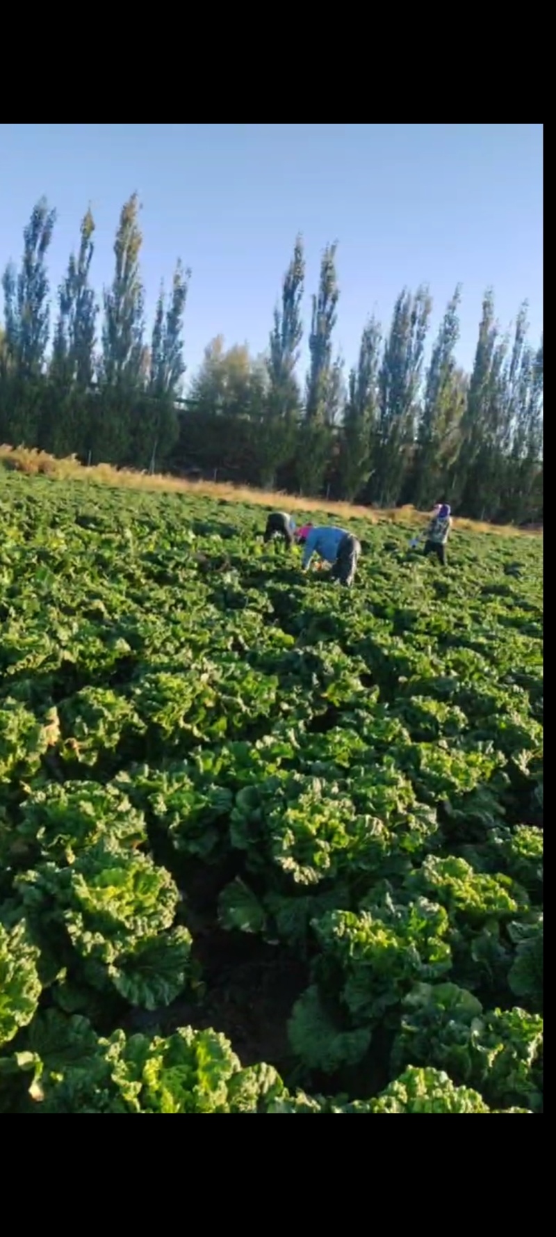 秋绿白菜，河北白菜，张家口白菜，阳原白菜，蔚县白菜